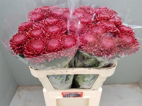 Chrysanthemum (Indicum Grp) geplozen 'Bigoudi Red'