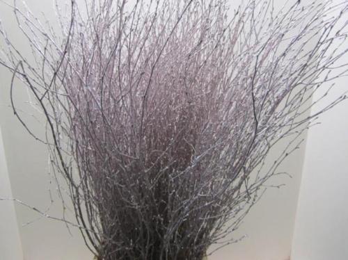 Betula kleurbehandeld H%