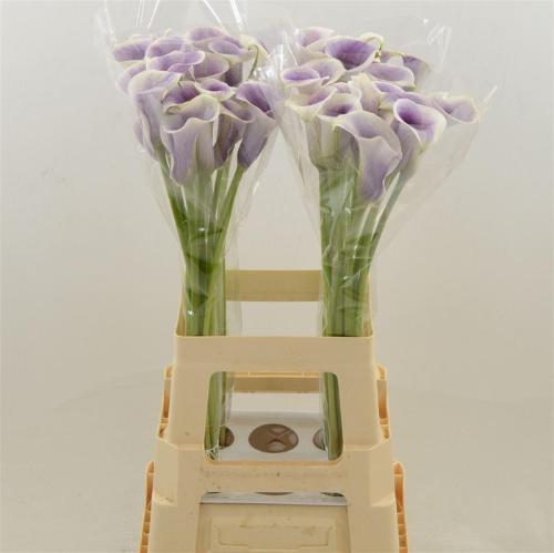 Zantedeschia 'Picasso'