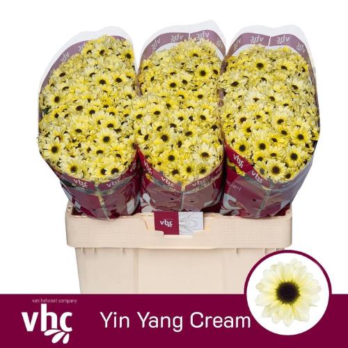 Chrysanthemum (Indicum Grp) tros santini Yin Yang Cream