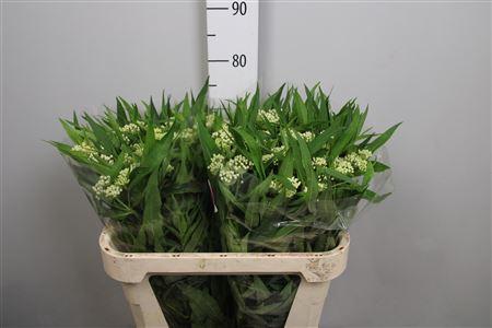 Asclepias incarnata 'Ice Ballet'