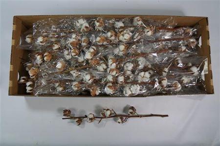 Gossypium hirsutum wit