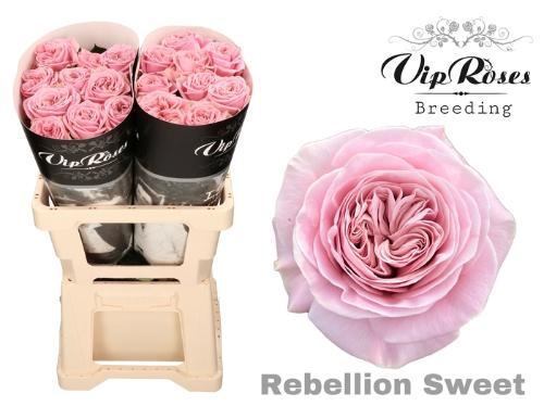 Rosa grootbloemig Rebellion Sweet