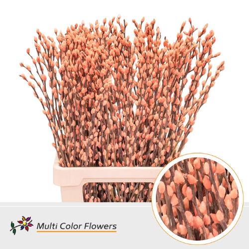 Salix caprea 'Snow Flake' kleurbehandeld H%