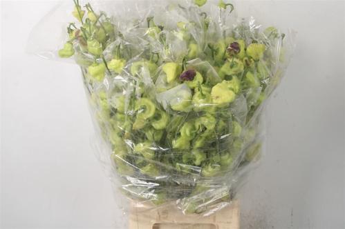Pepers per bos