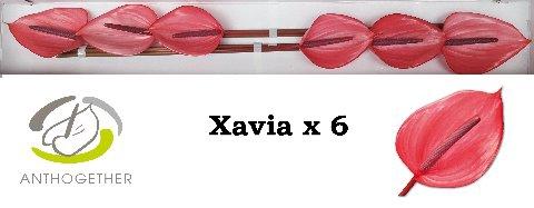 Anthurium (Andreanum Grp) Xavia
