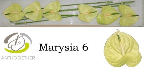 Anthurium Andreanum Grp Marysia