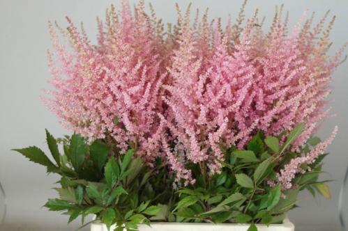Astilbe Arendsii Grp 'Erika'