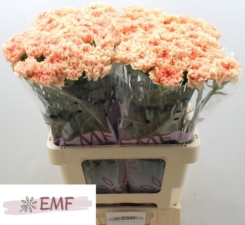 Dianthus standaard Peach Wonder