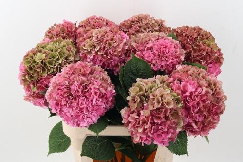 Hydrangea macrophylla Glowing Alps (classic)