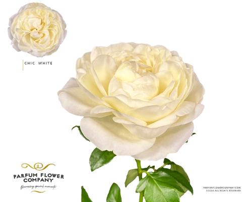 Rosa grootbloemig Chic White!