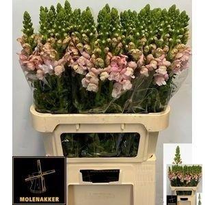 Antirrhinum majus 'Potomac Pink'