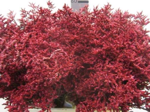 Limonium overig kleurbehandeld H%