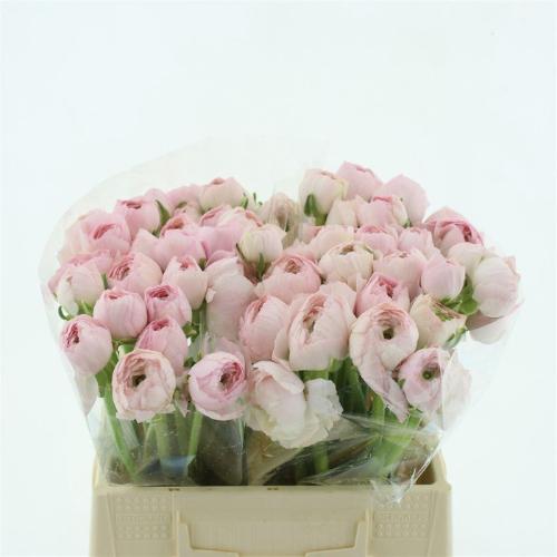 Ranunculus asiaticus Success Favola