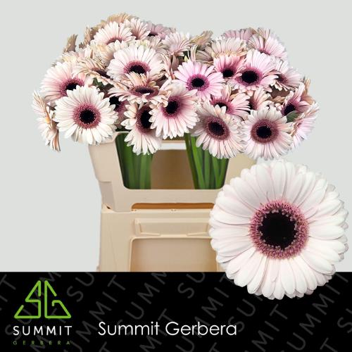 Gerbera mini Abby Lou
