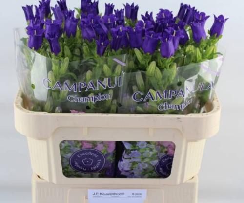 Campanula medium 'Champion Blue'