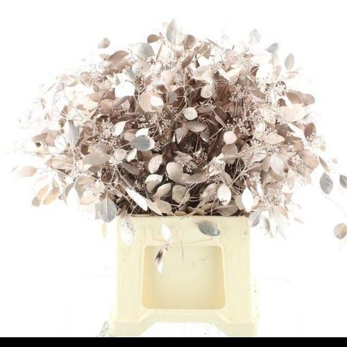 Eucalyptus polyanthemos (fruit) kleurbehandeld per bos H%