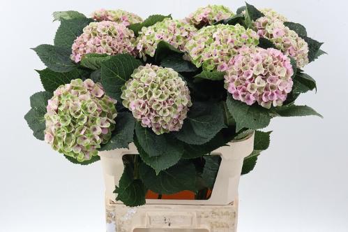 Hydrangea macrophylla Royal Amigo