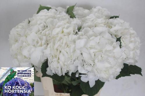 Hydrangea macrophylla Noordpool