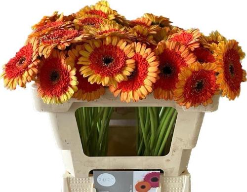 Gerbera mini Decora