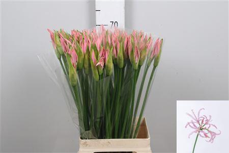 Nerine Bowdenii Grp 'Vesta K'