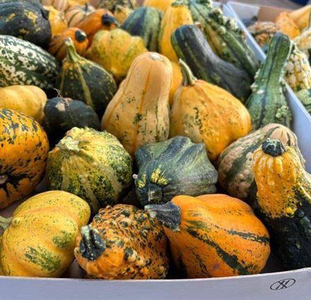 Cucurbita overig