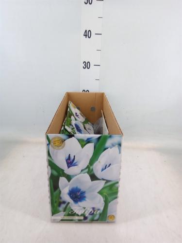 Tulipa (bol)