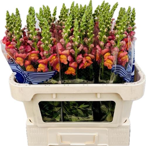 Antirrhinum majus 'Maryland Orange'