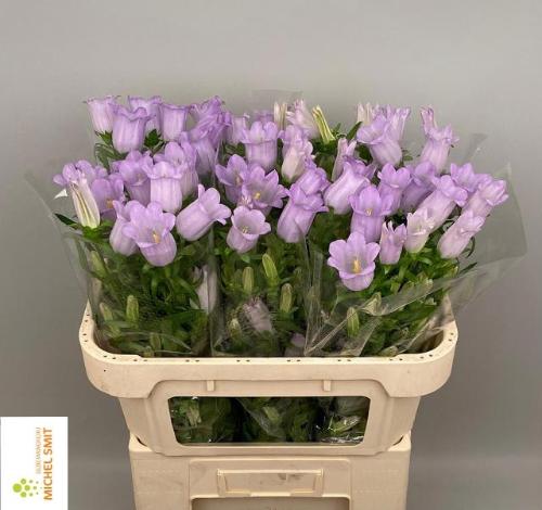 Campanula medium 'Champion Lavender'