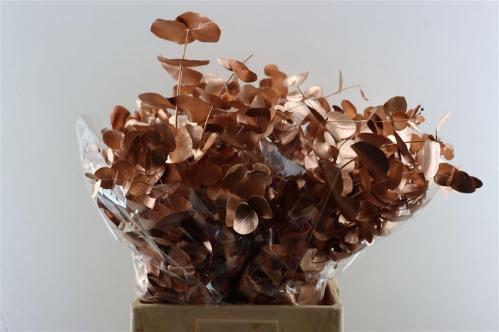 Eucalyptus cinerea kleurbehandeld per bos H%