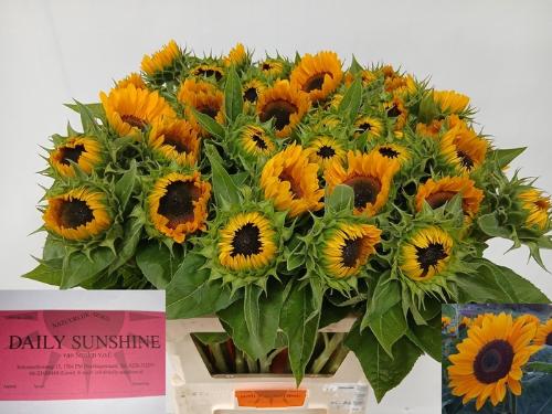 Helianthus annuus 'Sunrich Provence'
