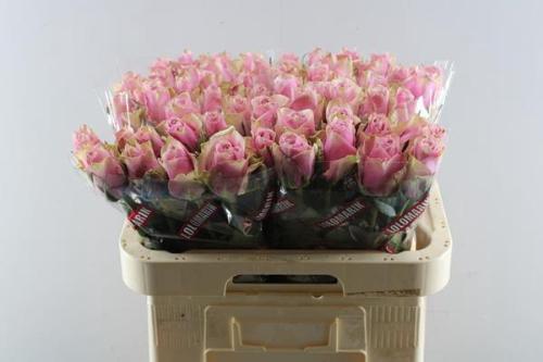 Rosa grootbloemig Athena Royale