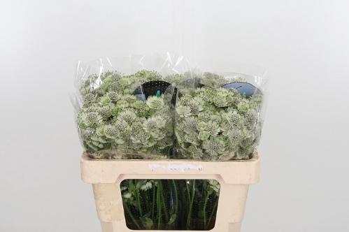 Astrantia major Billion Stars XL