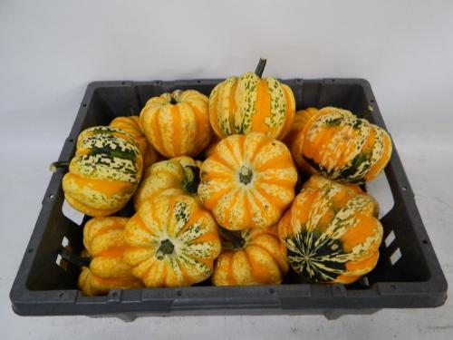 Siervruchten per stuk Cucurbita pepo 'Festival'