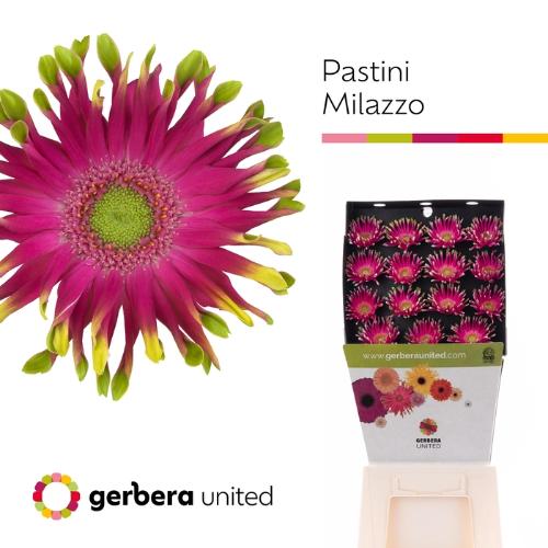 Gerbera grootbloemig Pastini Milazzo