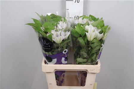 Clematis Amazing Vienna