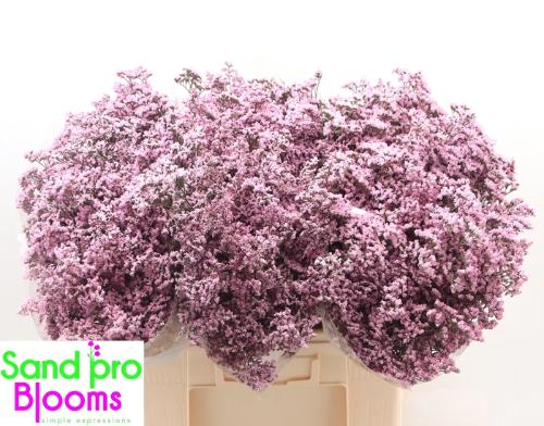 Limonium Safora Oshi Pink