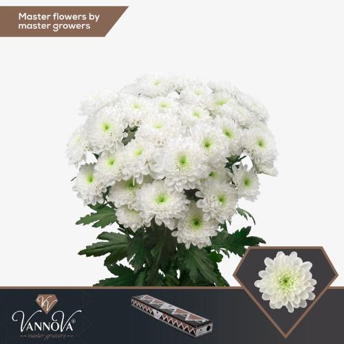 Chrysanthemum( Indicum Grp) tros Altaj