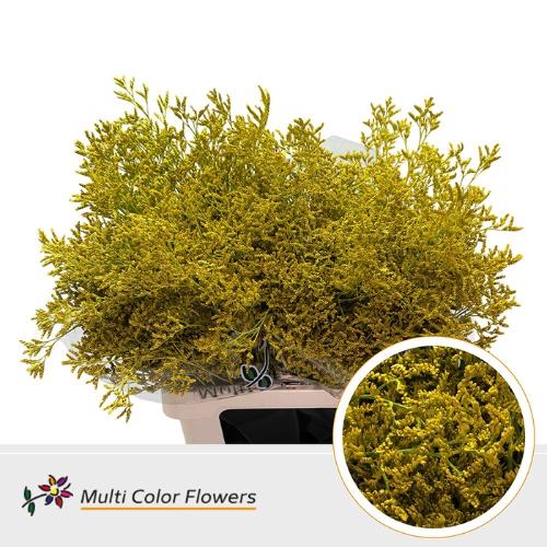 Limonium overig kleurbehandeld H%