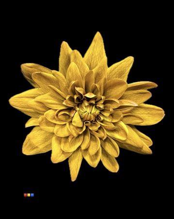 Chrysanthemum Indicum Grp tros kas kleurbehandeld H%