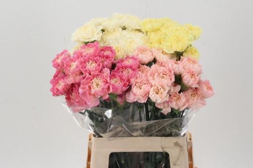 Dianthus standaard gemengd in fust