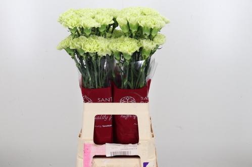 Dianthus standaard Marte