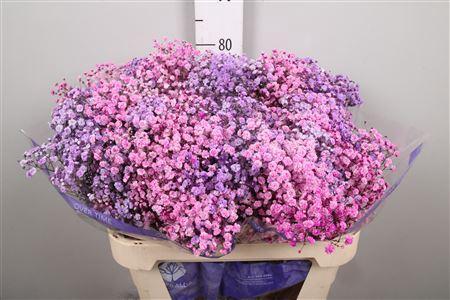 Gypsophila overig kleurbehandeld H%