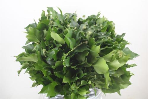Hedera helix (blad)