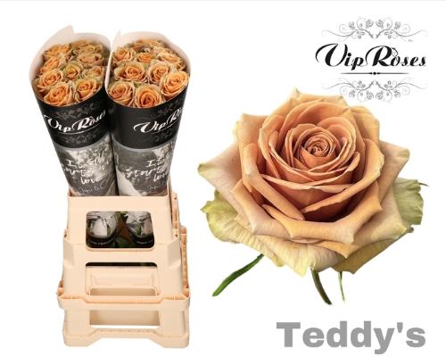 Rosa grootbloemig Teddy's