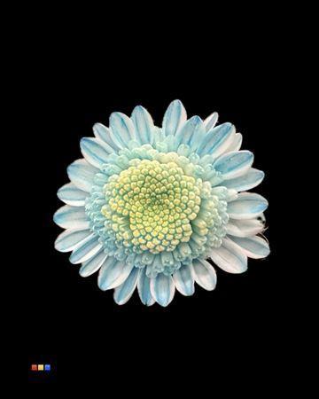 Chrysanthemum Indicum Grp tros kas kleurbehandeld H%