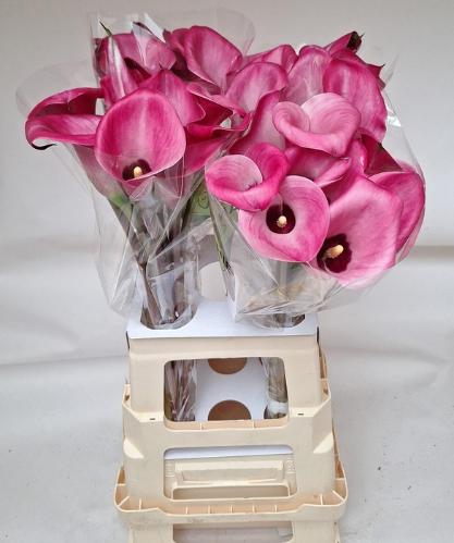 Zantedeschia Beijing