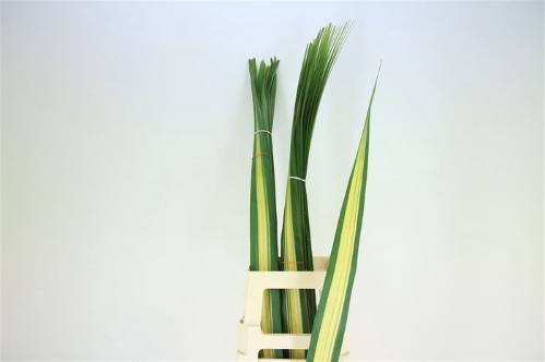 Pandanus (blad)