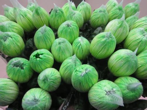 Chrysanthemum (Indicum Grp) geplozen Antonov kleurbehandeld H%