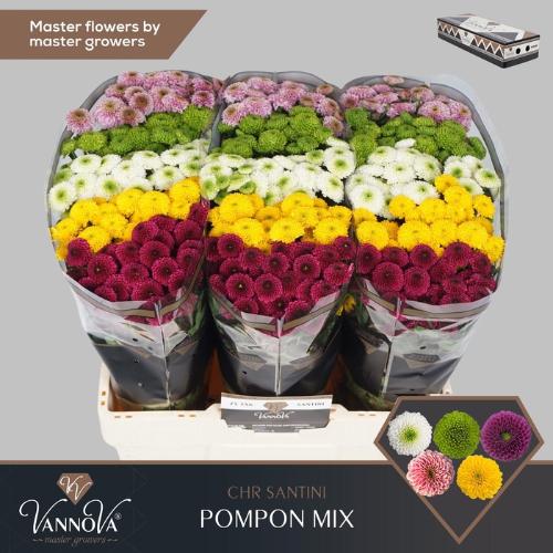 Chrysanthemum Indicum Grp tros santini pompon gemengd in bos